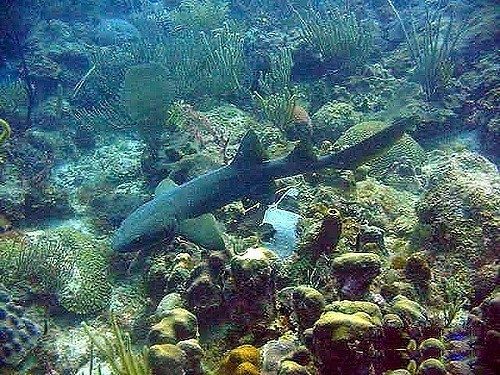 nurse shark and corals in Vieques