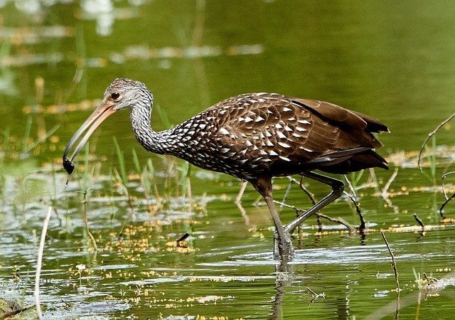 Everglade wetland