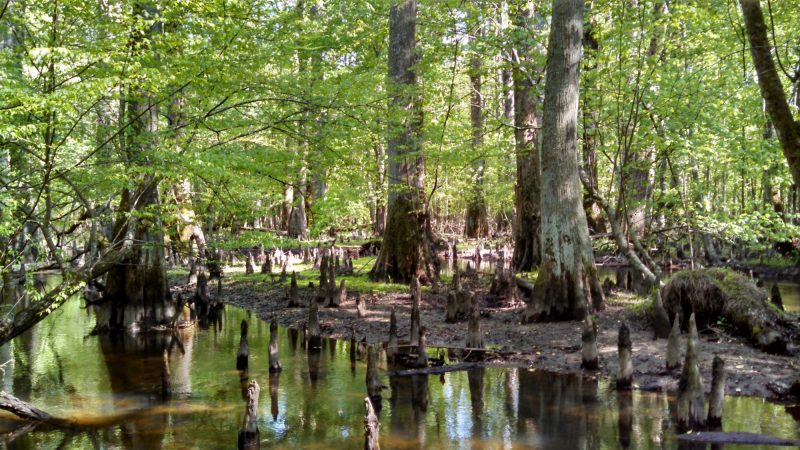 Cypress wetlands