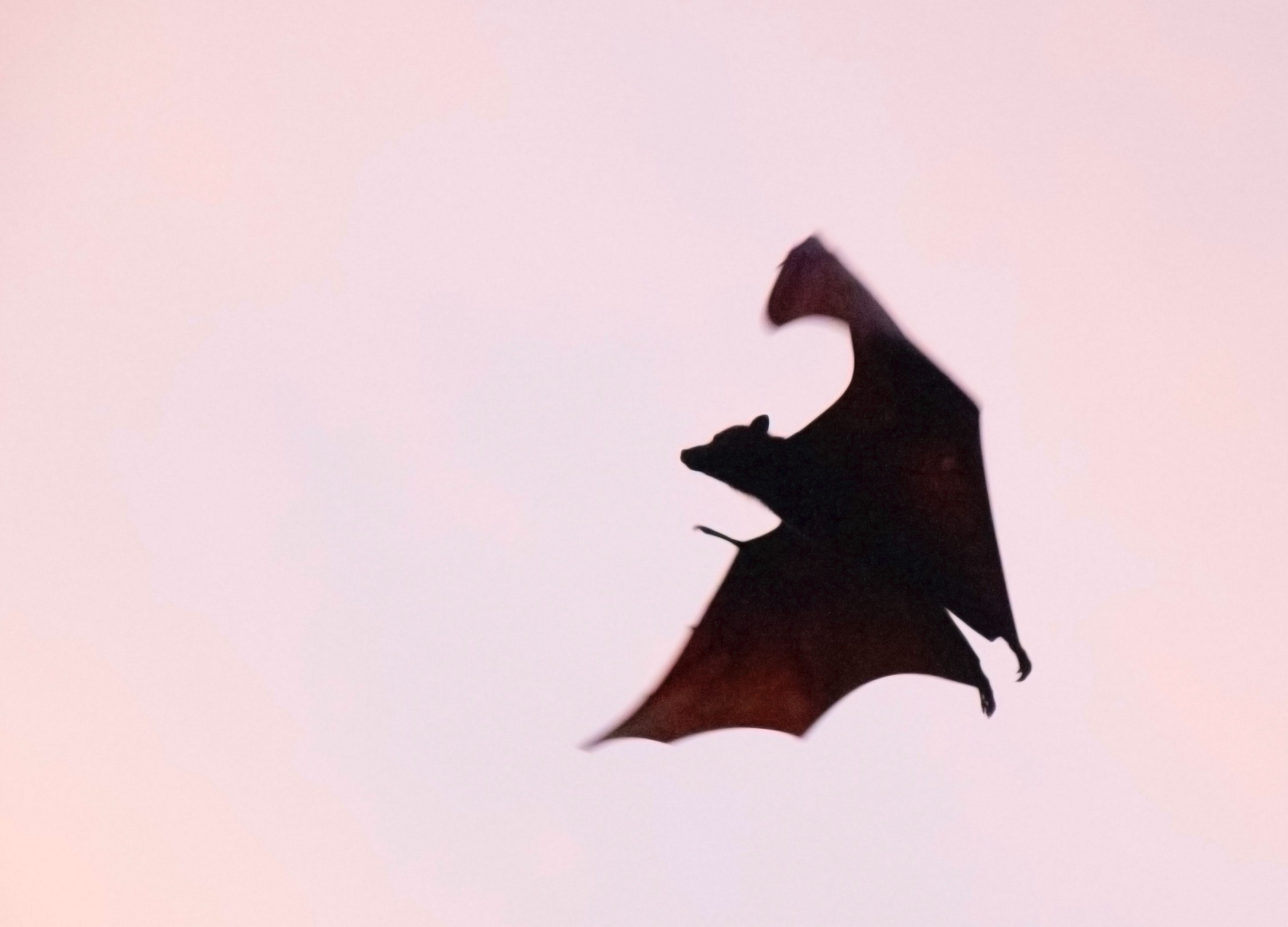 photo of a bat 