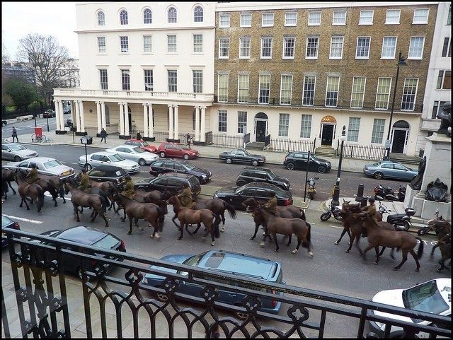 horses on street