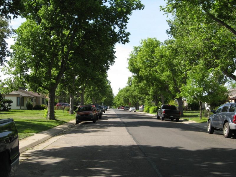 Urban street trees