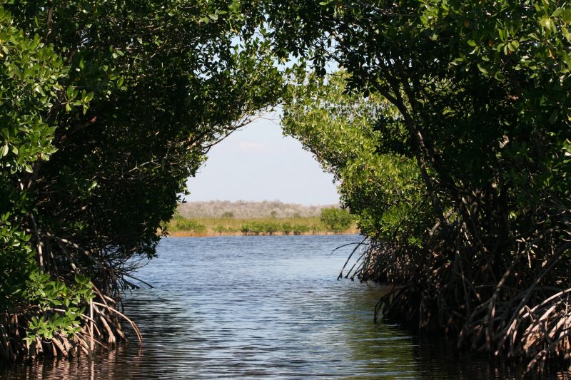 Everglades mangrove swamp