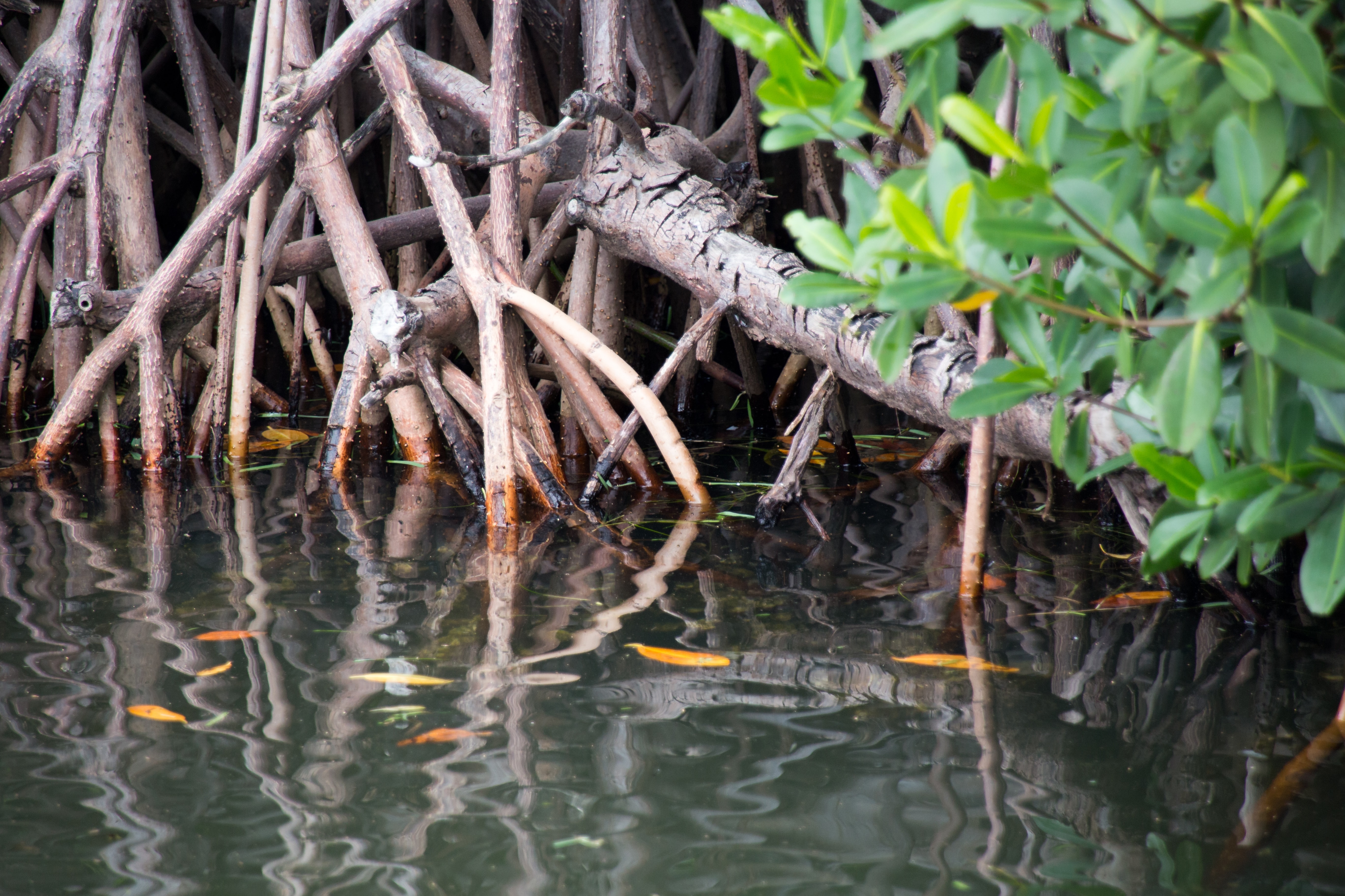 Helping the Everglades' mangrove forests survive climate change | Center  for Leadership in Global Sustainability | Virginia Tech