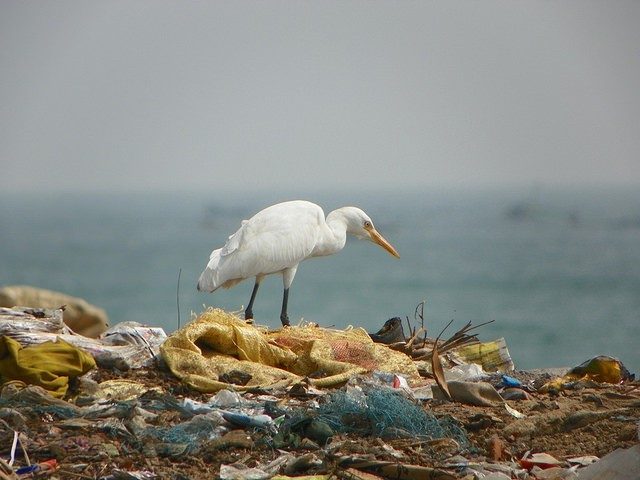 egret on a pile of plastic garbage