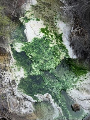 algae and moss on rock