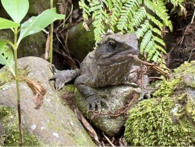 lizard laying on rock