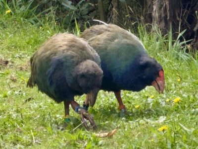two birds standing in grass