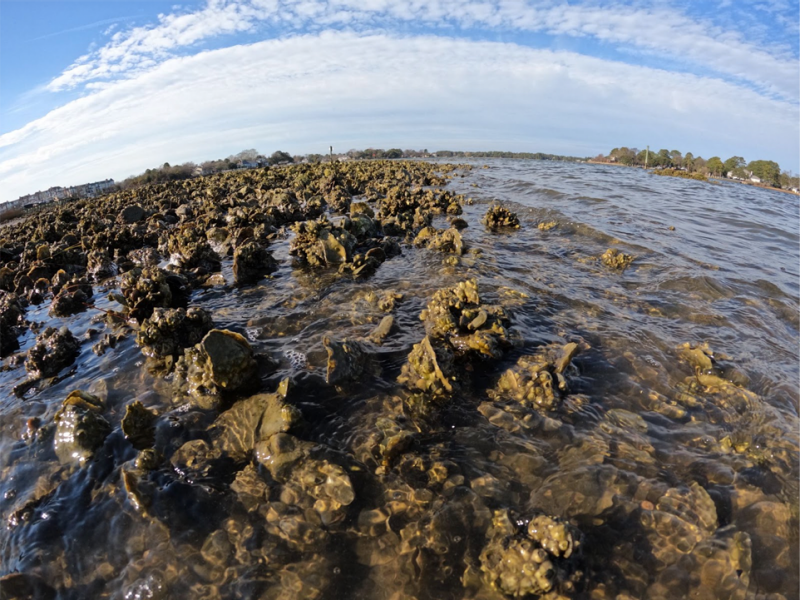 Lafayette River Restoration Reef at low tide. Photo courtesy of Julie Luecke, Chesapeake Bay Foundation.
