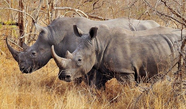 rhinoceros