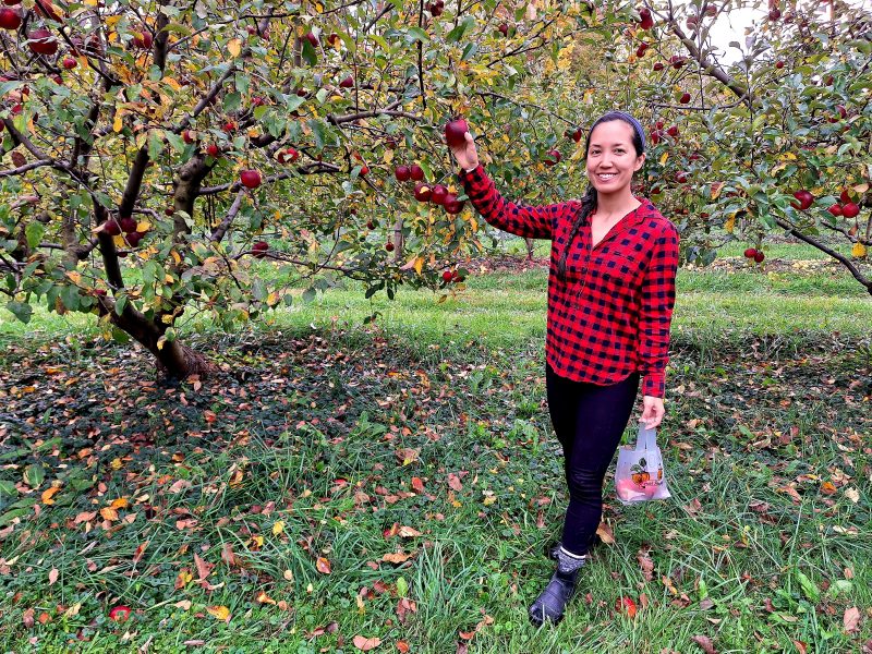 Amanda Tai picks apples near Washington D.C.