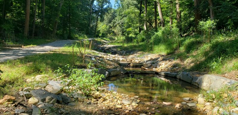 This tributary of Donaldson Run was recently restored following a stream resilience project led by the Arlington County Government and various partners. Taken in August 2022. Photo by Jason Papacosma