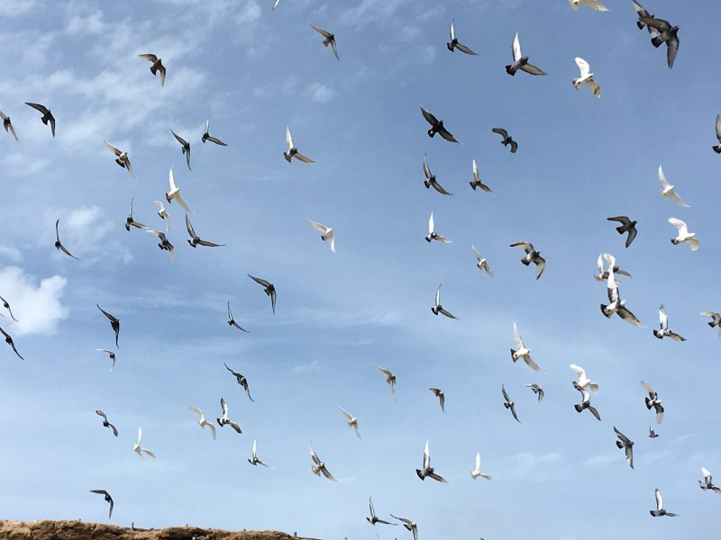 Seagulls circling above an oyster farm in Dakhla, Morocco. Oysters help to filter the water in the Dakhla Lagoon and are produced mainly for markets in France. Photo by Omchand Mahdu