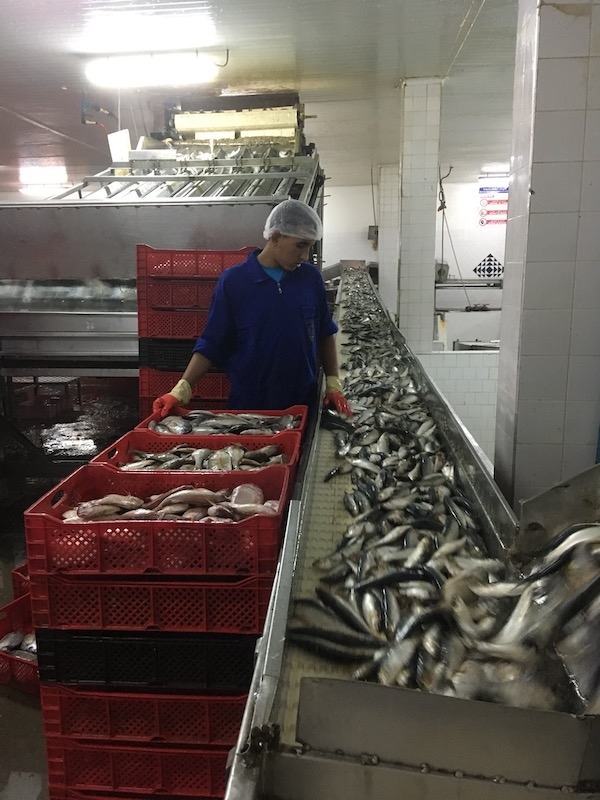 A fish processing plant in Dakhla, Morocco