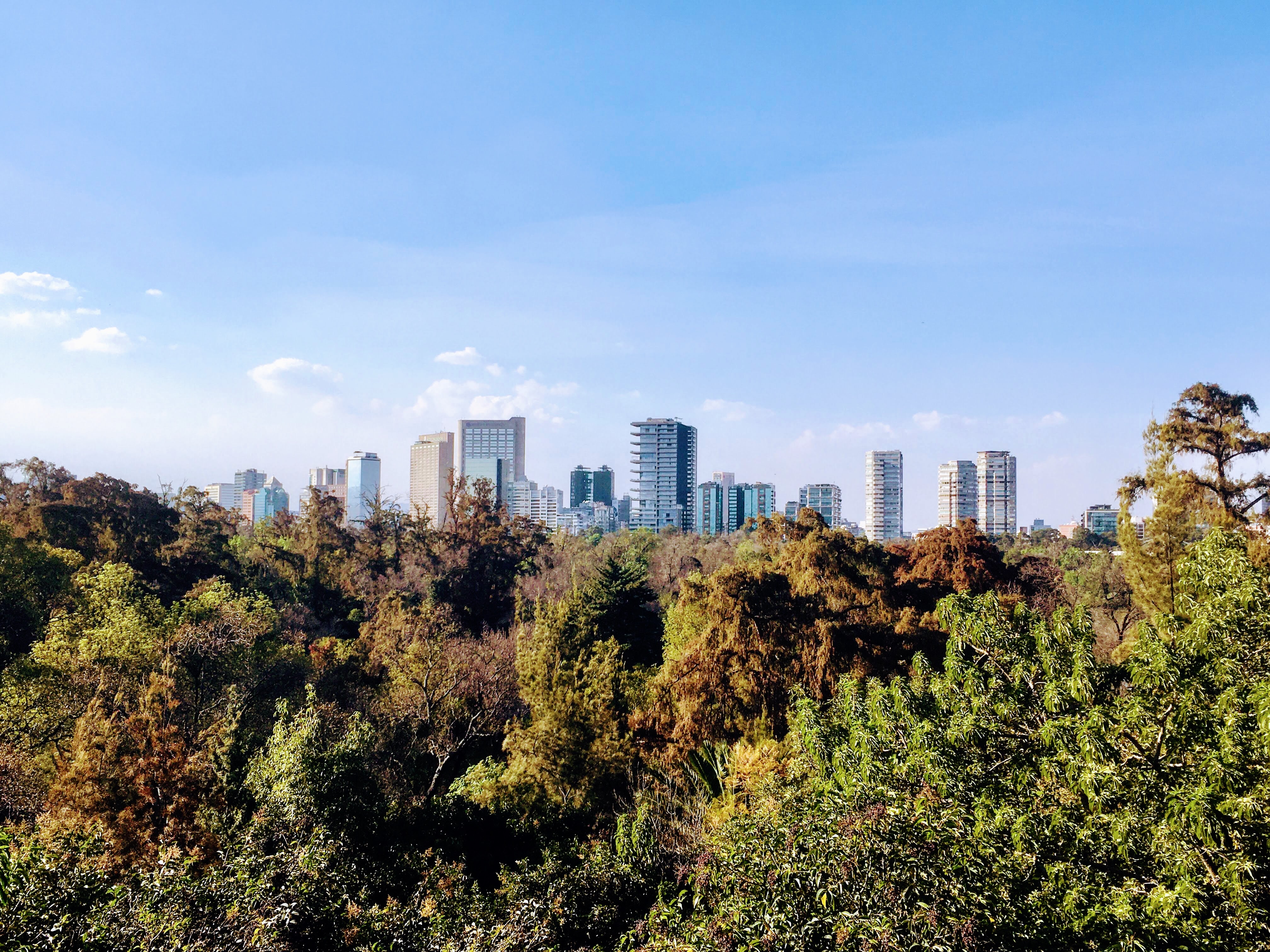 Mexico City skyline and urban forest; Photo: Amy Hubbard