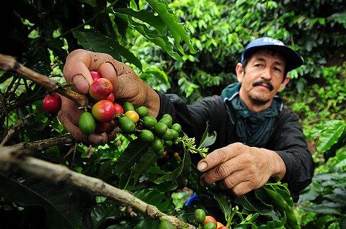 Columbian coffee farmer