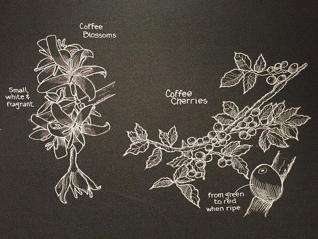 how coffee grows