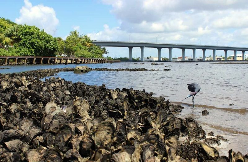 An oyster reef restoration site completed with the Florida Oceanographic Society along the Stuart Riverwalk in Stuart, Florida. Photo by Josh Mills