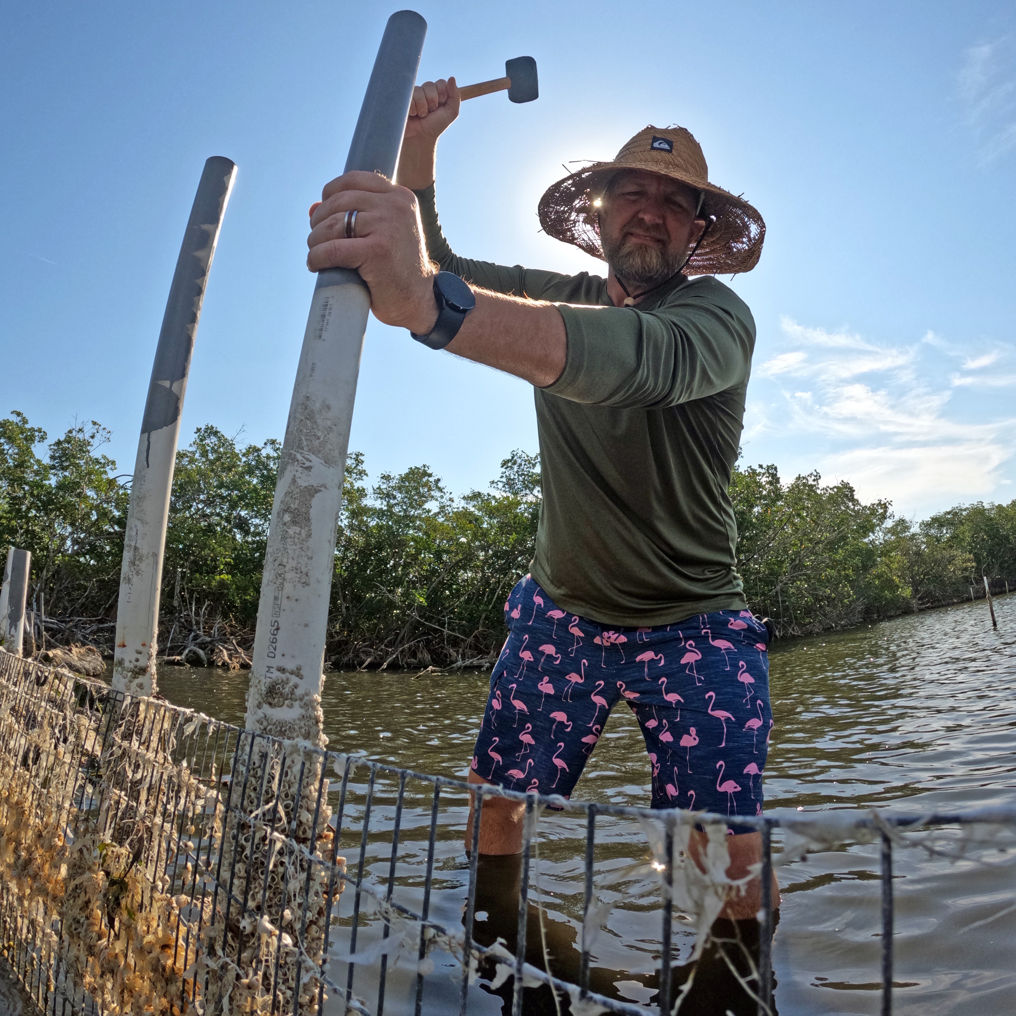 Samson's Island Submerged Lands Restoration Project in Satellite Beach, Florida. Josh putting a fence in place to keep megafauna out of the wet nursery. This prevents grazing on the establishing shoal grass (Halodule wrightii). The perimeter consists of an oyster reef to act as a breakwater and sill, primarily for habitat recruitment and nursery protection. Photo: Josh Mills.