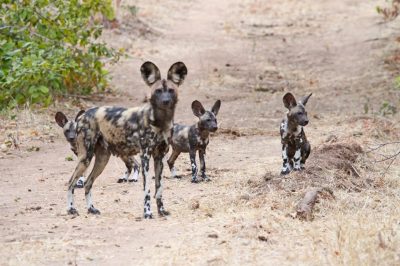 African painted dogs, Photo courtesy of Greg Rasmussen, founder and executive director of the Painted Dog Research Trust, Victoria Falls, Zimbabwe; Photo credit: Mark Crowe 