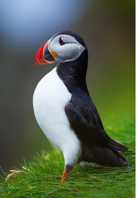 puffin