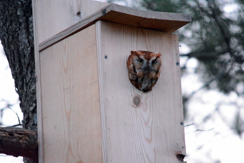screech owl in nest box 