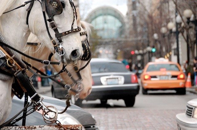 Seattle horse carriage
