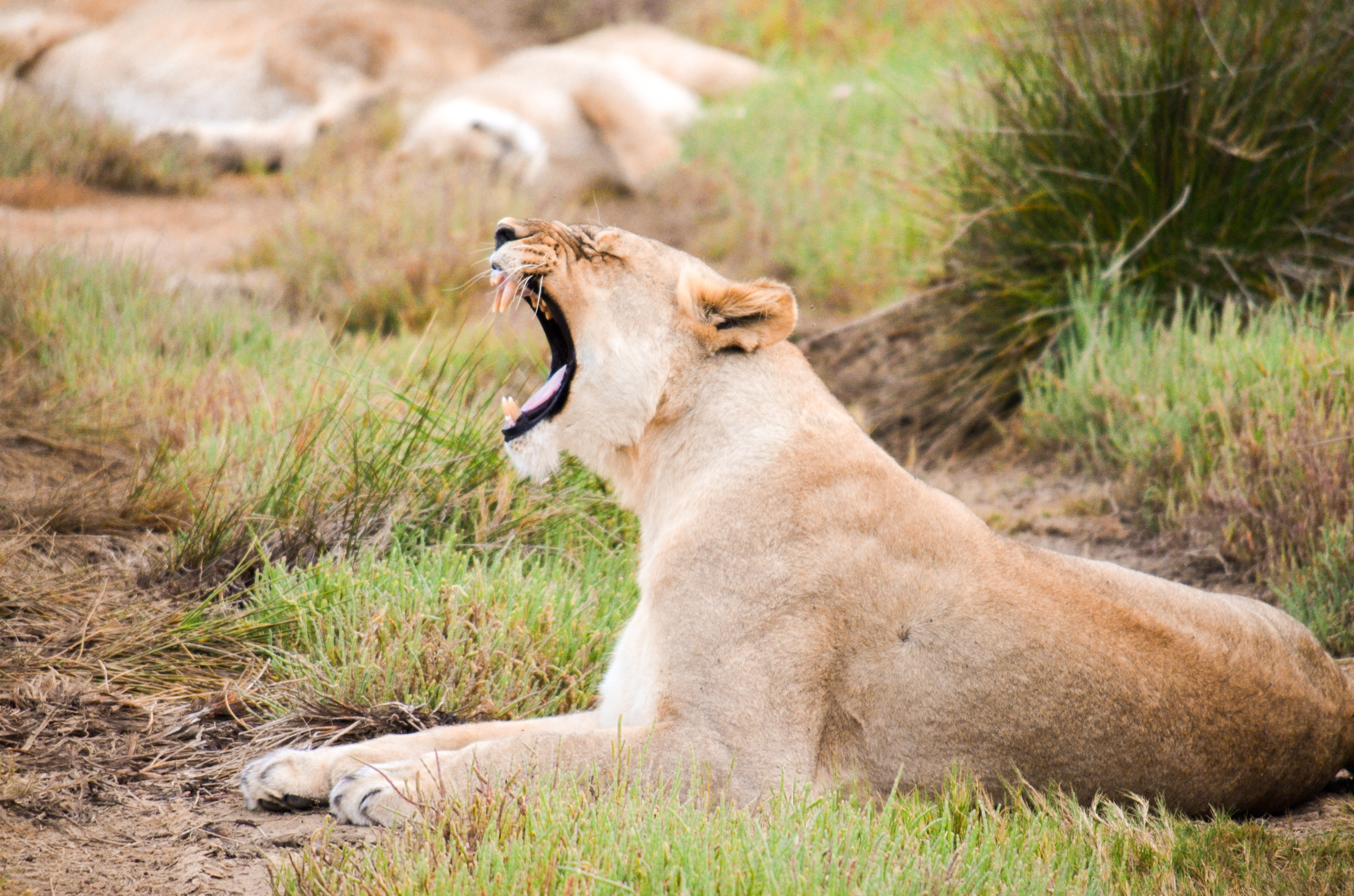 Students on safari at Kariega Game Reserve witness a female lion let out a roar—or a yawn. Photo by Julianne Anderson