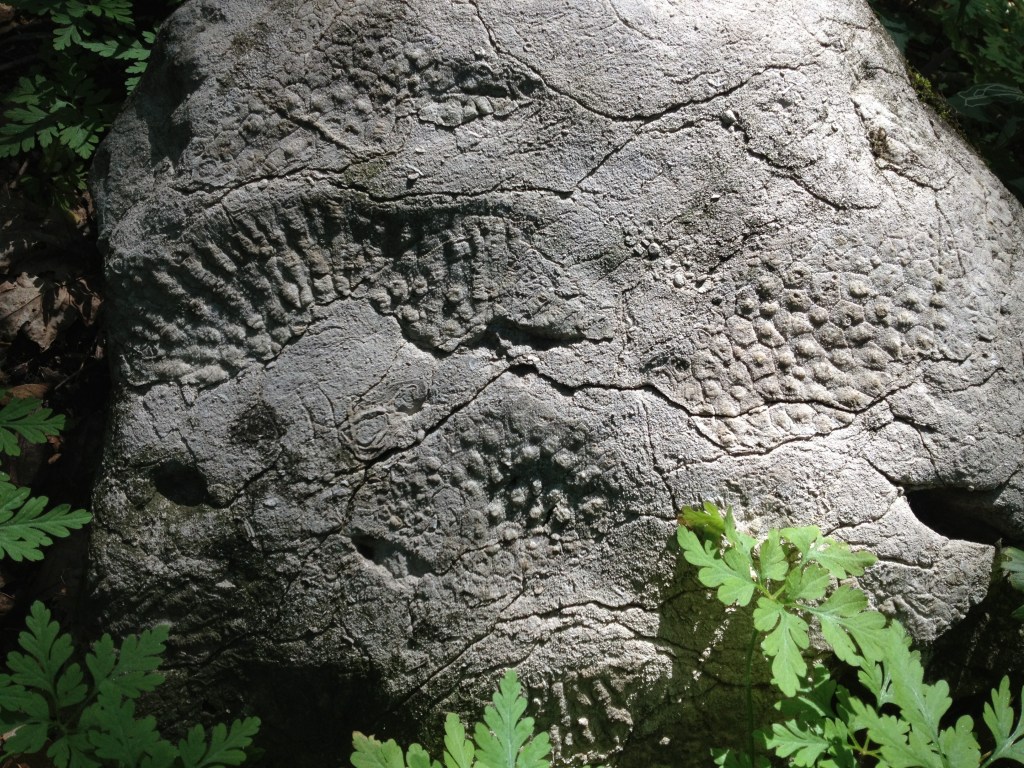 Fossil from Sleeping Bear