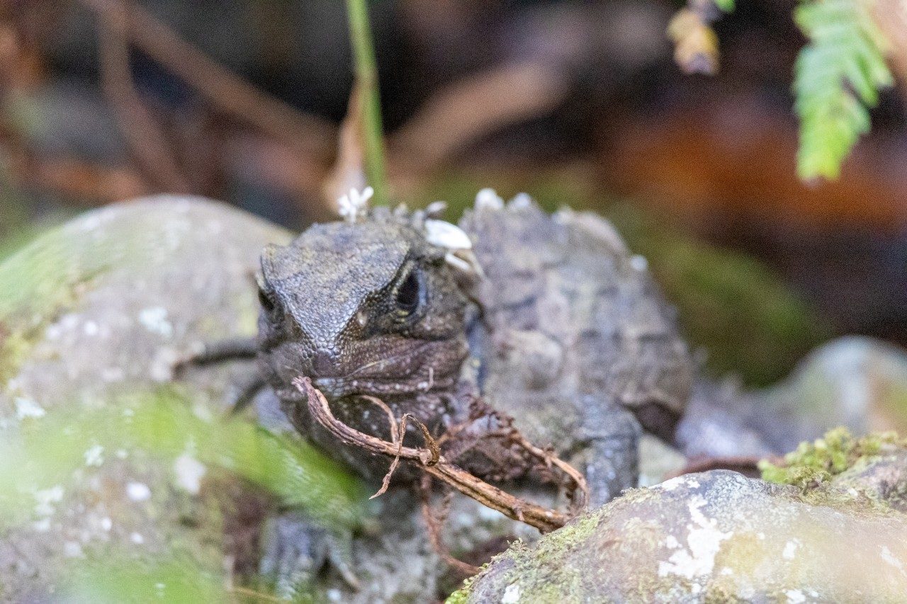 a tuatara